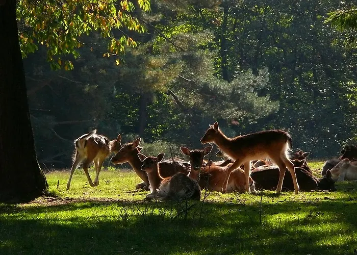 Blick Zum Maimont 3* Ludwigswinkel